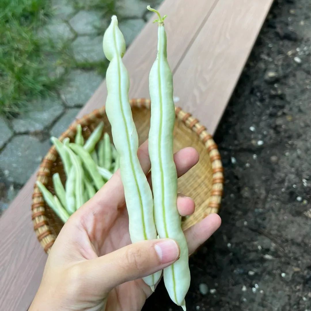 High Yielding Kidney Beans