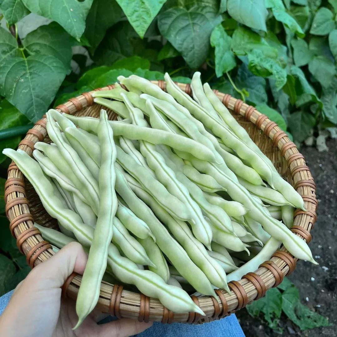 High Yielding Kidney Beans