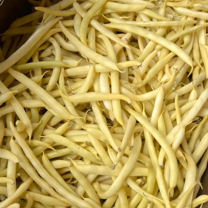 High Yielding Kidney Beans