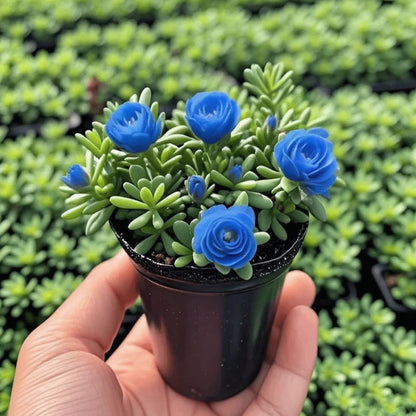 🪴Double-flowered Rose Orchid Bulbs-Cold-resistant and fragrant