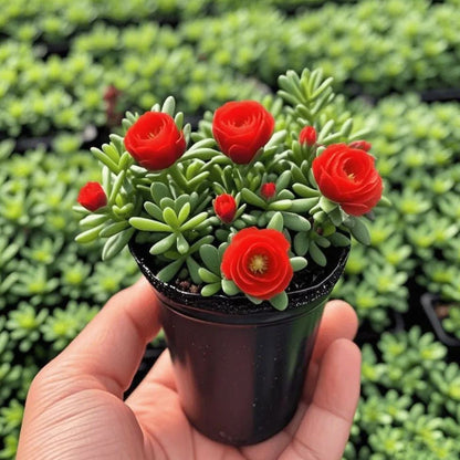 🪴Double-flowered Rose Orchid Bulbs-Cold-resistant and fragrant