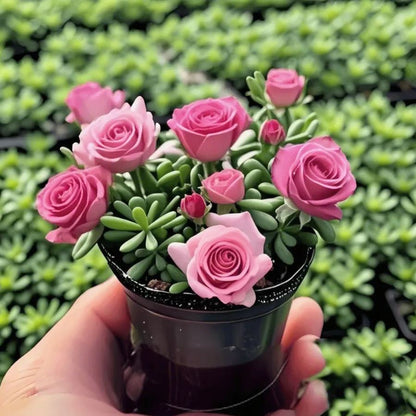 🪴Double-flowered Rose Orchid Bulbs-Cold-resistant and fragrant