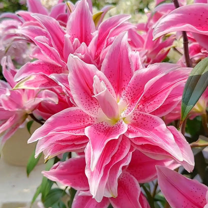 🌺Perfume Lily Bulbs—Fresh and Sweet