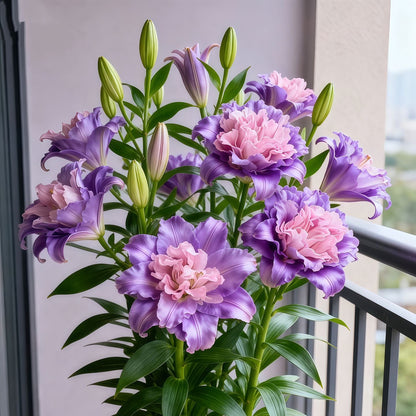 Double-petaled bicolor fragrant lily Bulbs—Fresh and Sweet