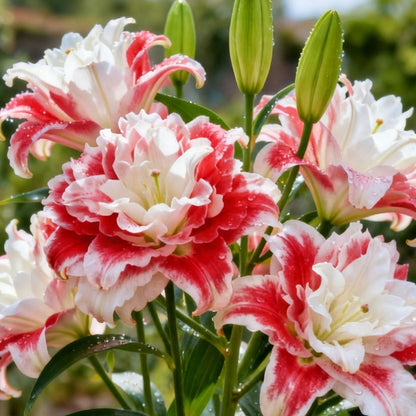 Double-petaled bicolor fragrant lily Bulbs—Fresh and Sweet