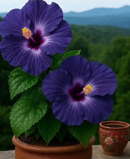 Rare Hibiscus Bulbs- Potted Indoor Balcony Winter Planting