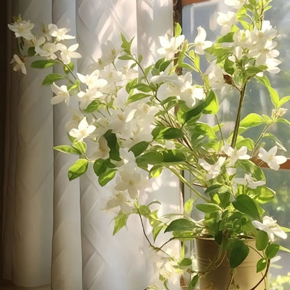 🏆 75K+ SOLD! 🌿❄️ Midnight Perfume Jasmine Seeds