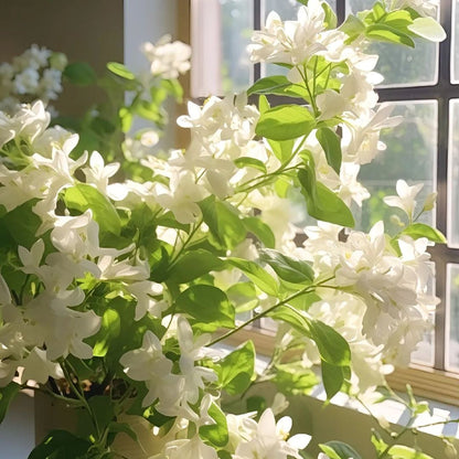 🏆 75K+ SOLD! 🌿❄️ Midnight Perfume Jasmine Seeds