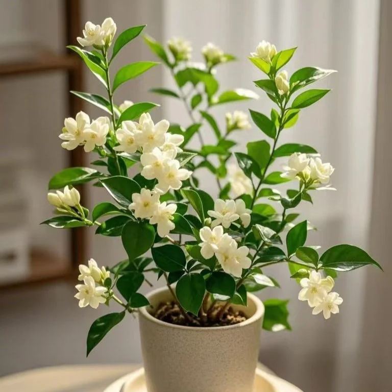 🏆 75K+ SOLD! 🌿❄️ Midnight Perfume Jasmine Seeds