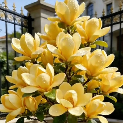 Magnolia liliiflora (Purple Orchids) Bulbs 🌸 Flowers Hide the Leaves, Fragrance Fills the Air