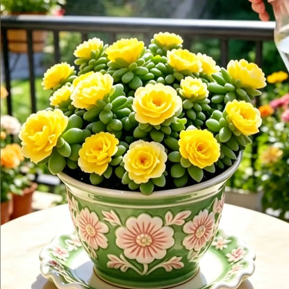 🪴Double-flowered Rose Orchid Bulbs-Cold-resistant and fragrant