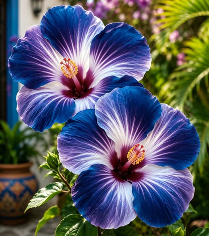 Rare Hibiscus Bulbs- Potted Indoor Balcony Winter Planting