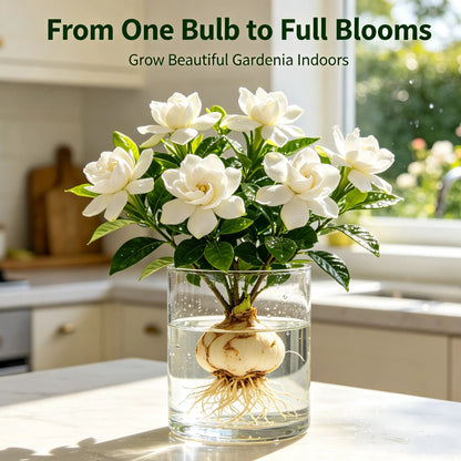 ✨Hydroponic Gardenia Bulbs🌸Grow Stunning Gardenias in Water — No Soil, No Mess!