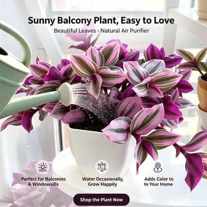 Oil Painting Tradescantia Bulbs