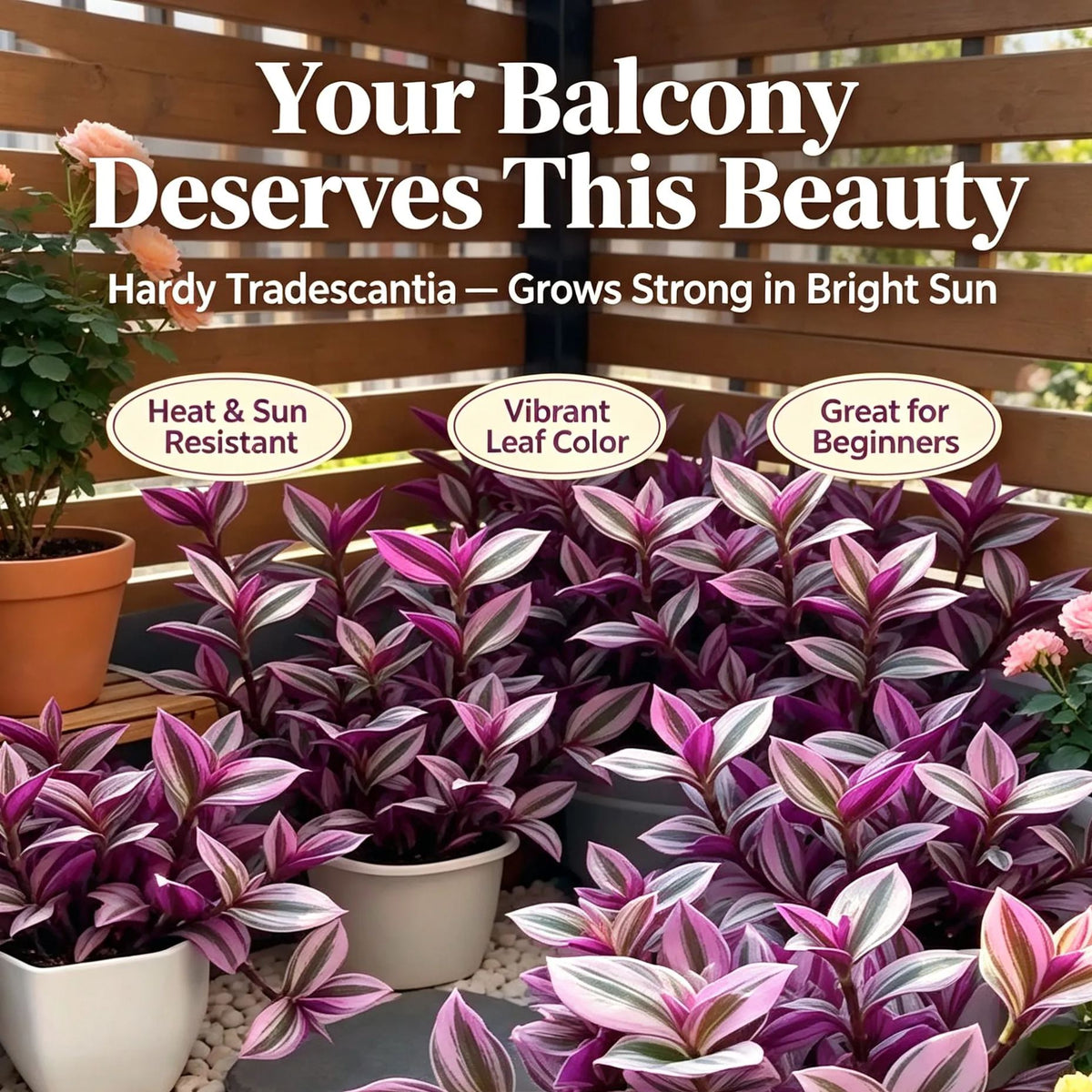 Oil Painting Tradescantia Bulbs