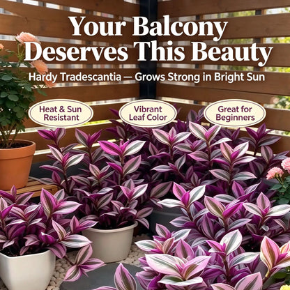 Oil Painting Tradescantia Bulbs