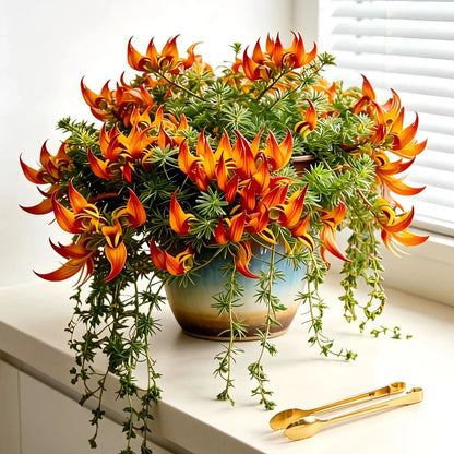 🪴🦜Parrotbeak spider plant - 🔥 Blooms for up to 300 Days a Year!