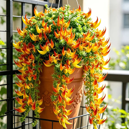 🪴🦜Parrotbeak spider plant - 🔥 Blooms for up to 300 Days a Year!