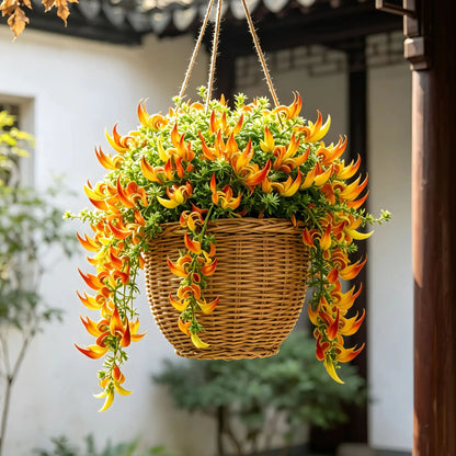 🪴🦜Parrotbeak spider plant - 🔥 Blooms for up to 300 Days a Year!