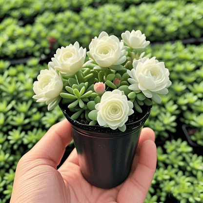 🪴Double-flowered Rose Orchid Bulbs-Cold-resistant and fragrant