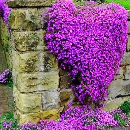 Creeping Thyme Homegrown Seeds🌱Easy to Plant and Grow Non-GMO Perennial Flower Premium Seeds🌺