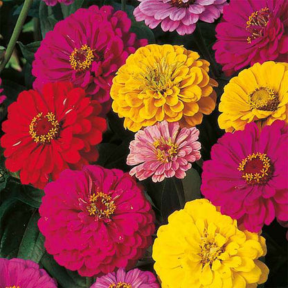 Mixed Color Zinnias Flower Seeds-Your Garden's Colorful Oasis