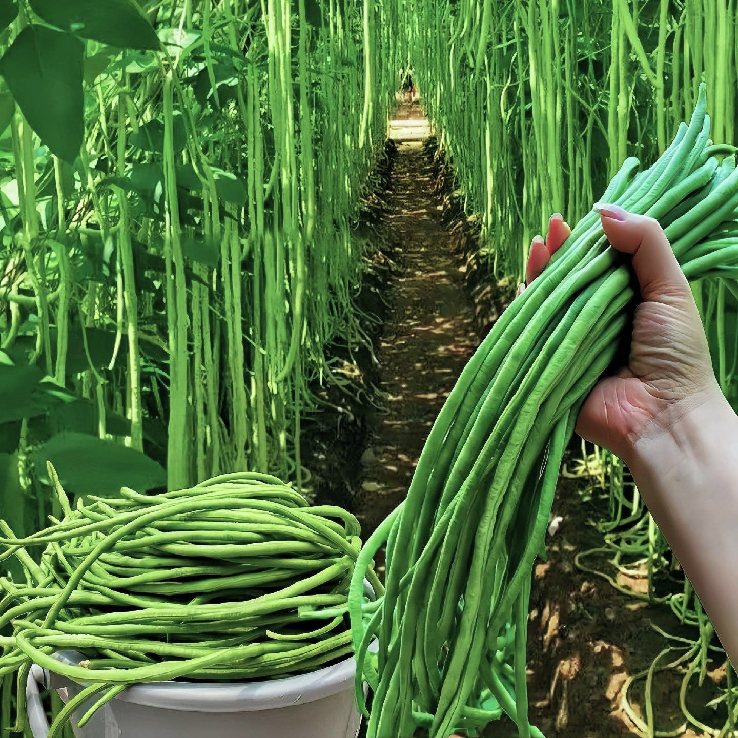 Long cowpea: A high-yielding vegetable in a short time