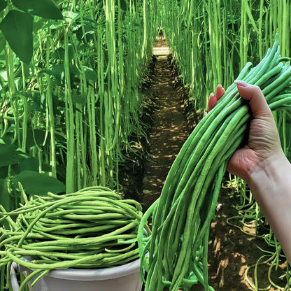 Long cowpea: A high-yielding vegetable in a short time