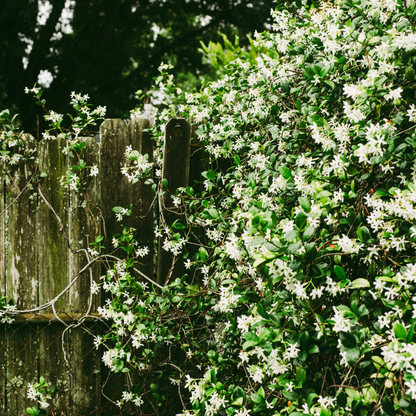 🌿Star Jasmine Seeds – Fragrant, Fast-Growing & Garden-Ready