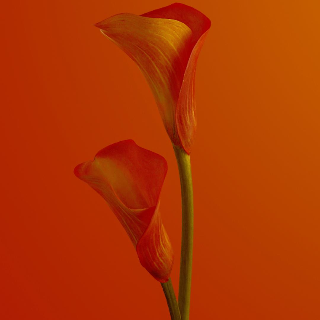 🌸Grow Your Own Calla Lilies — Easy, Elegant, Rewarding