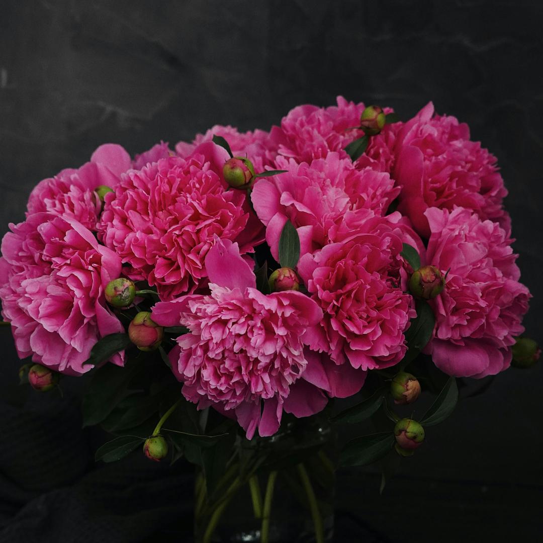 Peony Seeds–Huge Blooms Larger Than Your Face