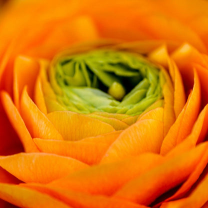 Ranunculus Flower Bulbs-Soft, Elegant, Unforgettable 🌸