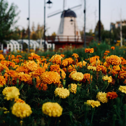 🌼Marigold Seeds for Planting – Natural Pest Control & Edible Flowers