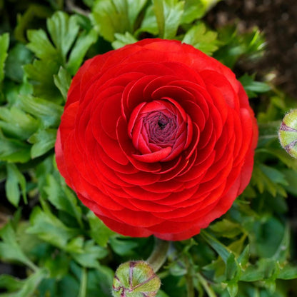 Ranunculus Flower Bulbs-Soft, Elegant, Unforgettable 🌸