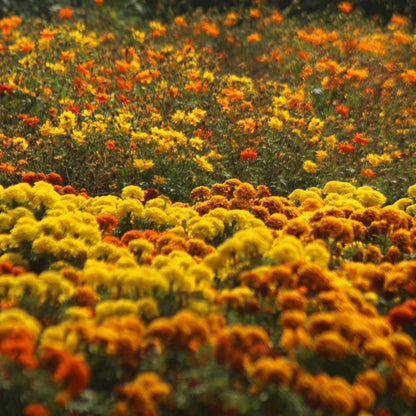 🌼Marigold Seeds for Planting – Natural Pest Control & Edible Flowers