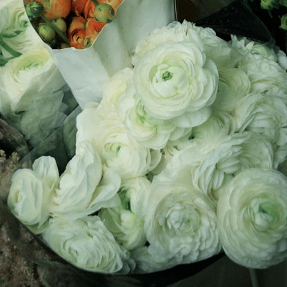 Ranunculus Flower Bulbs-Soft, Elegant, Unforgettable 🌸