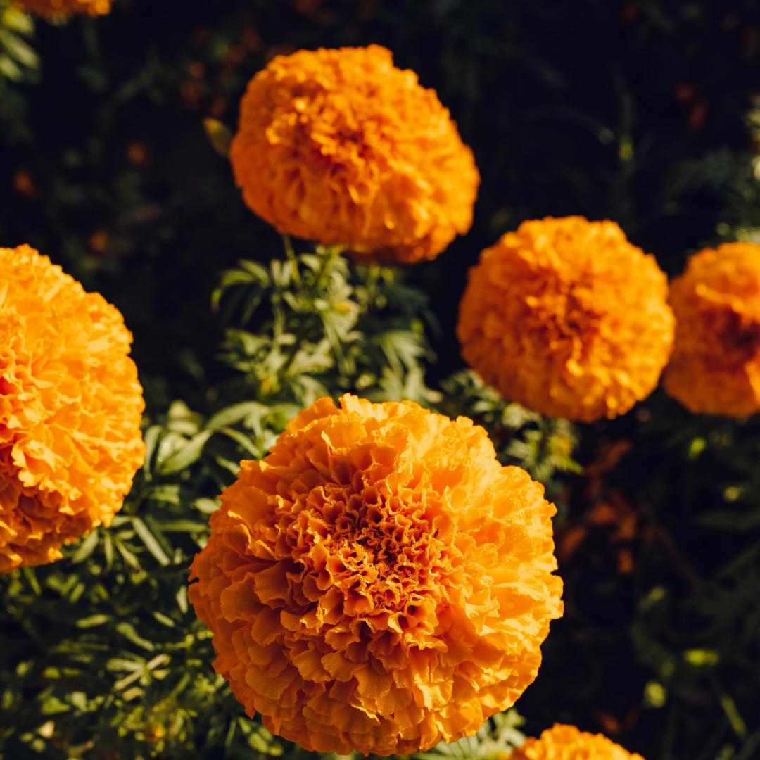 🌼Marigold Seeds for Planting – Natural Pest Control & Edible Flowers