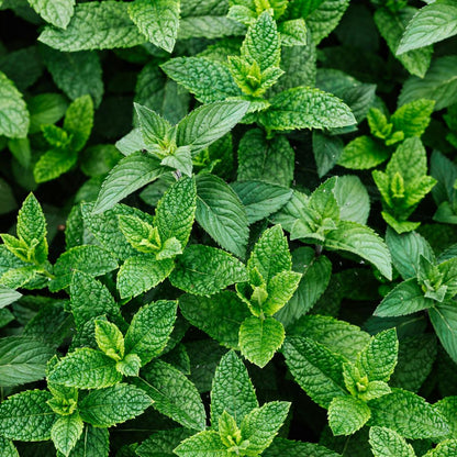 🌿Mint Seeds for Planting – Non-GMO Peppermint Seeds for Fresh Aroma & Everyday Wellness
