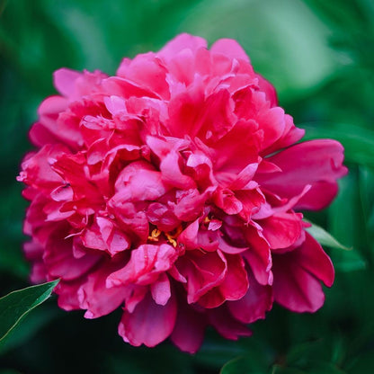 Peony Seeds–Huge Blooms Larger Than Your Face