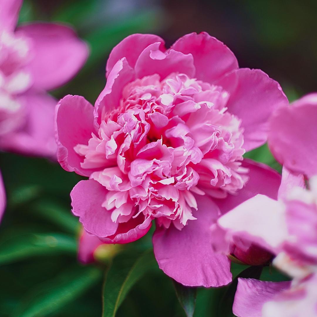 Peony Seeds–Huge Blooms Larger Than Your Face