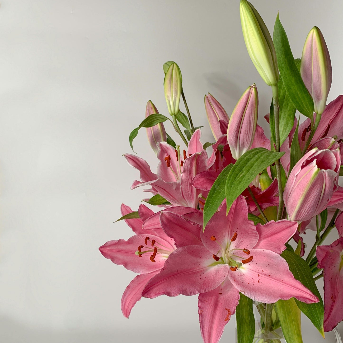 Elegant Lily Seeds | Fresh Long-Lasting Flowers for Home & Gifts