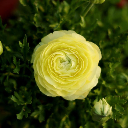 Ranunculus Flower Bulbs-Soft, Elegant, Unforgettable 🌸