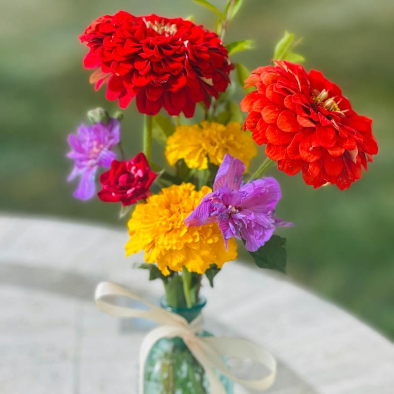 Mixed Color Zinnias Flower Seeds-Your Garden's Colorful Oasis