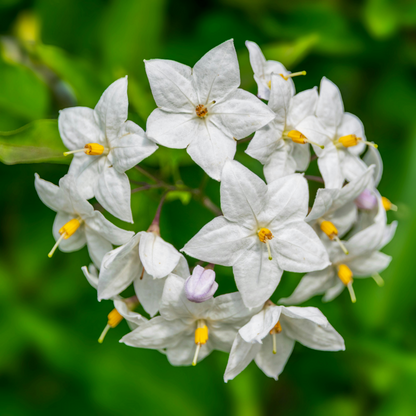 🌿Star Jasmine Seeds – Fragrant, Fast-Growing & Garden-Ready