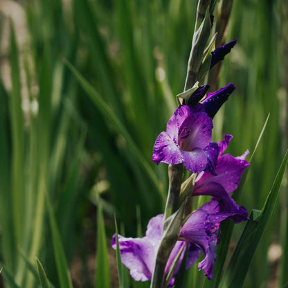 50% OFF🔥|Gladiolus Bulbs-Perennial Cut Flower, Long Blooming, Easy to Grow