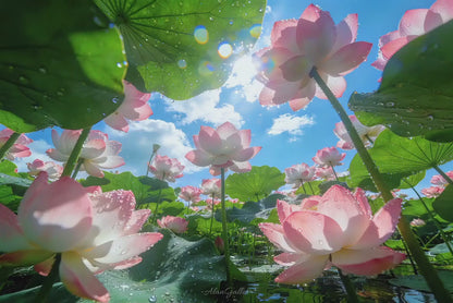 Lotus Bonsai Seeds – Grow a Zen Water Garden on Your Desk