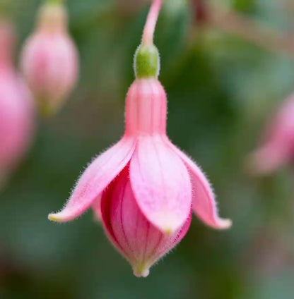 Fuchsia Flower Seeds – Stunning Hanging Lantern Flowers for Garden & Balcony