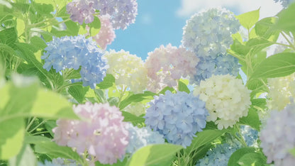 Premium Hydrangea Seeds – Grow Stunning Color-Changing Bloom Garden