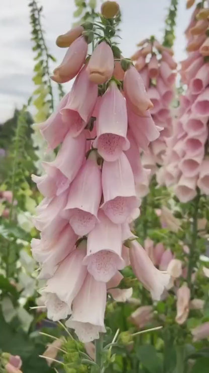 Premium Giant Foxglove Seeds — Easy to Grow Perennial