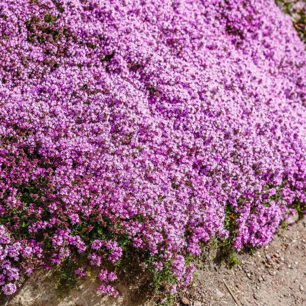 Creeping Thyme Homegrown Seeds🌱Easy to Plant and Grow Non-GMO Perennial Flower Premium Seeds🌺